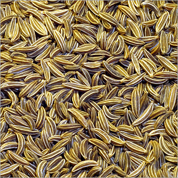 Cumin Seed Select Oil