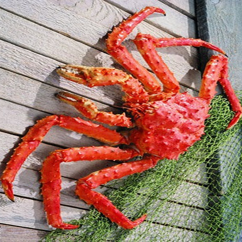 Red  Crab