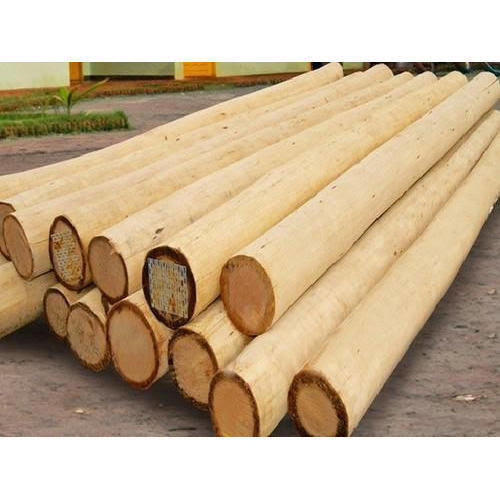 Durable Safeda Wood Logs