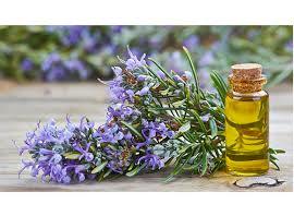 Rosemary Oil Cas No: 8000-25-7