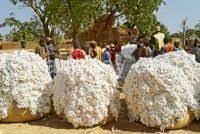 West African Raw Cotton