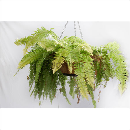 Hanging Planter Fiberglass Suitable For: Infants