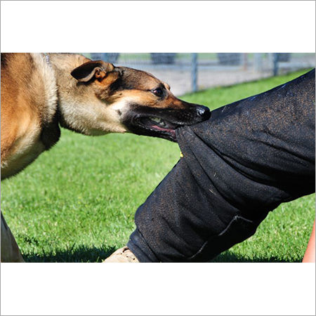 Animal Bites First Aid Training