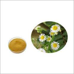 Chamomile Extract