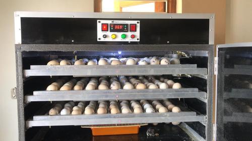 300 Capacity Egg Incubator