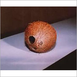 Durable Whole Coconut Empty Shell With Fibre And Hole