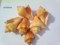Natural Decorative Sea Shell - 2-3 Inch, Eco-friendly Handcrafted Ornaments, Corrosion Resistant, Moisture Proof, Eye Catching Colors