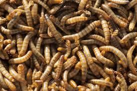 High Protein Dried Mealworms for Animal Food Pet Food