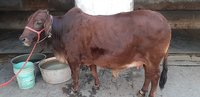 sahiwal cow in haryana