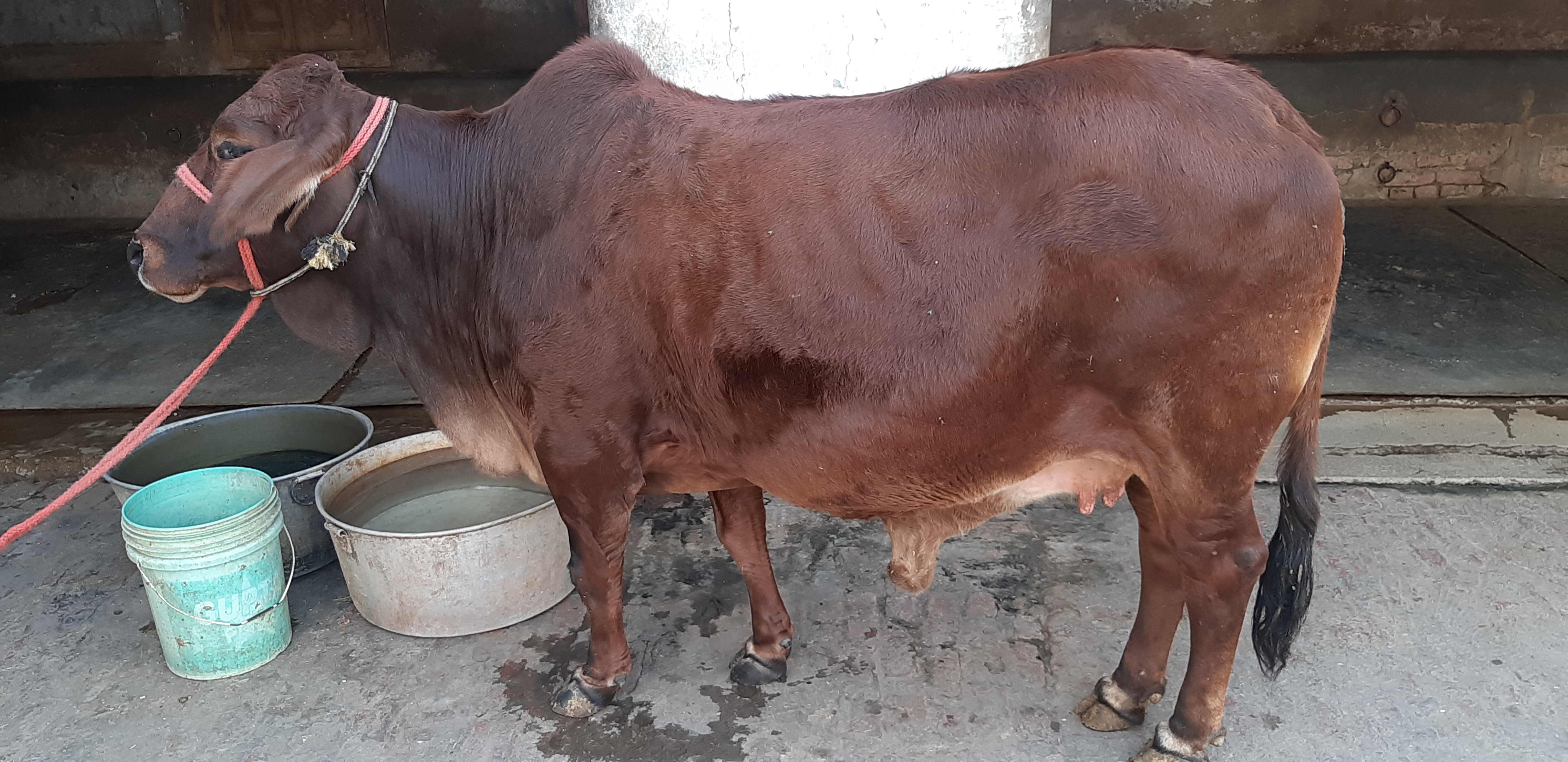 sahiwal cow in haryana