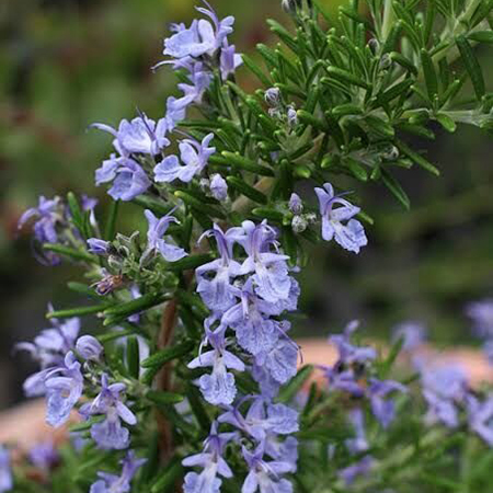 Fragrance Compound Lavender Oil