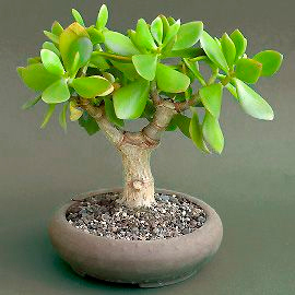 Botanical Extract