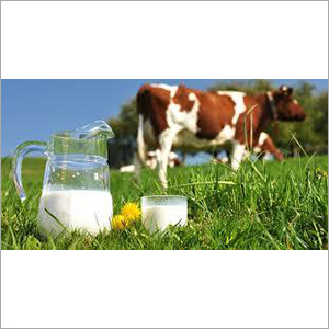 Fresh Cow Milk Age Group: Old-Aged