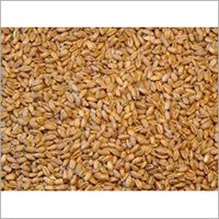 Indian Natural Wheat