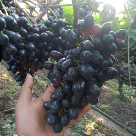 Black Grapes By PASK OVERSEAS INDIA PVT. LTD.