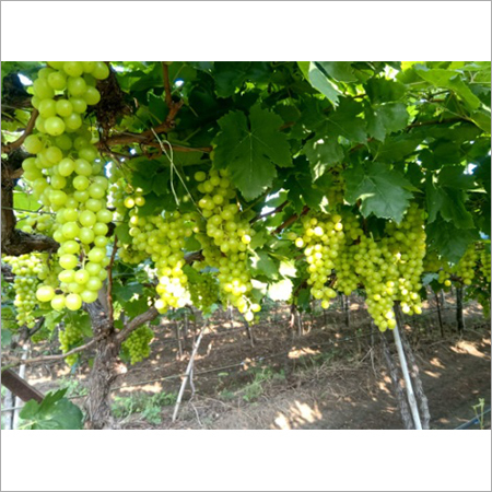 Grapes By PASK OVERSEAS INDIA PVT. LTD.