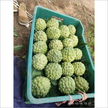Sugar Apple By PASK OVERSEAS INDIA PVT. LTD.