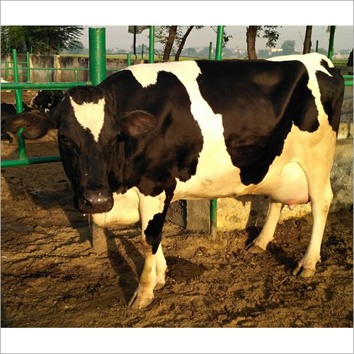 Dairy HF Cow