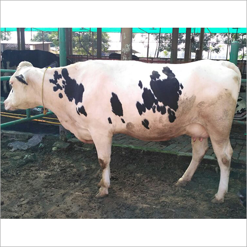 White And Black Indian Hf Cow