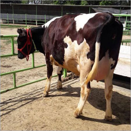 Karnal HF Cow