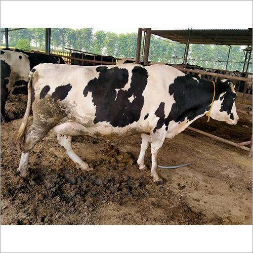 Farm HF Cow