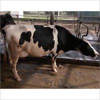 Dairy HF Cow
