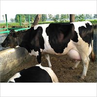 Dairy HF Cow