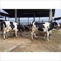Farm HF Cow