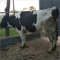 Farm HF Cow