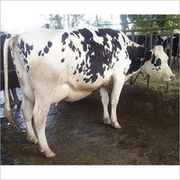 Farm HF Cow
