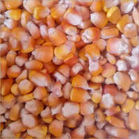 Fresh Organic Corn Moisture (%): 10-13.0 %
