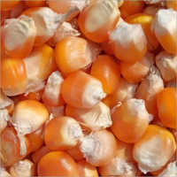 Organic Yellow Corn - Grain Grade, 10-13% Moisture, 99% Purity | Common Cultivation Type, Premium Maize Quality