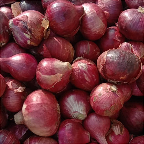 Fresh Onion Shelf Life: 1 Months