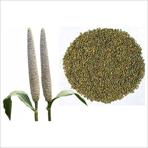Natural Bajra Seeds