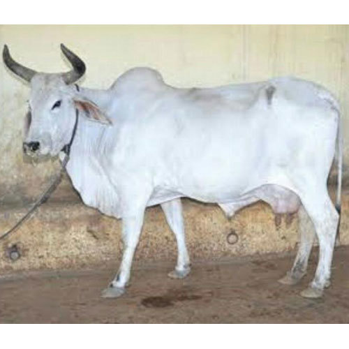 Tharparkar Cow - Tharparkar Cow Wholesalers, Suppliers & Dealers