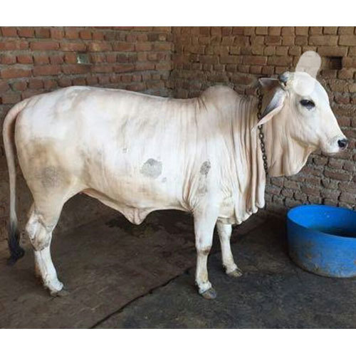 Rajasthan Tharparkar Cow at Best Price in Karnal, Haryana | Yash Dairy Farm