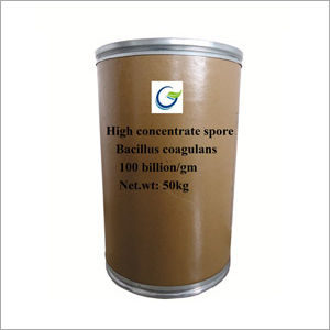 High Concentrate Spore Bacillus Coagulans Powder