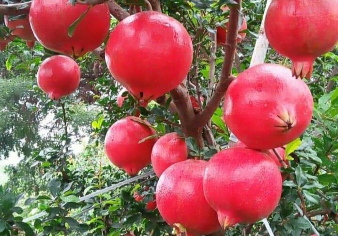 Organic Pomegranate