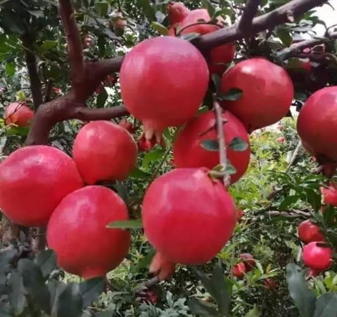 Organic Pomegranate