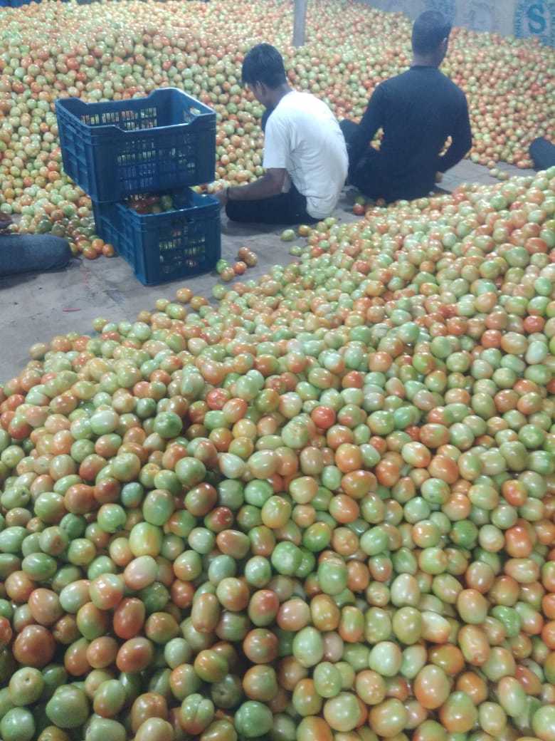 Organic Tomato