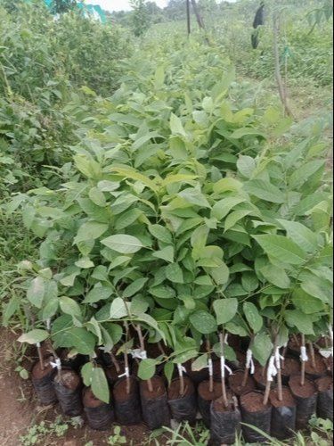 Red Custard Apple Tree