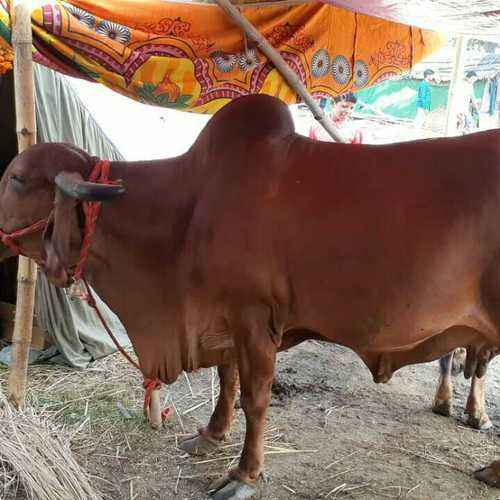 Gir Cow Suppliers, Gir Cow Dealers & Wholesalers