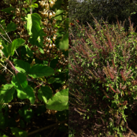 Tulsi Seed (Holy Basil Seed)