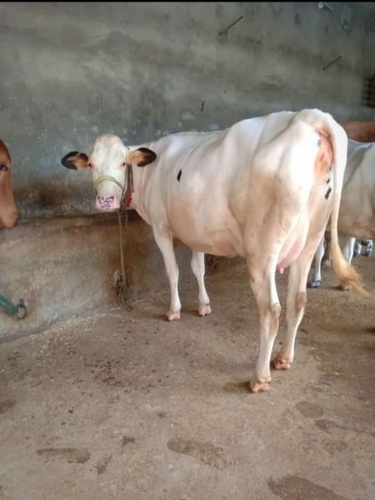 Hf Cow