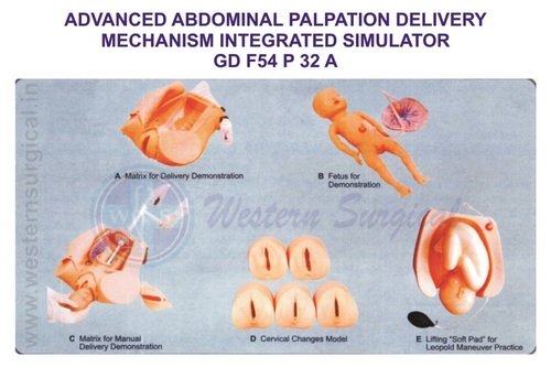 ADVANCED ABDOMINAL PALPATION DELIVERY MECHANISM INTEGRATED SIMULATOR GD F54
