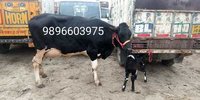 Hf Cow