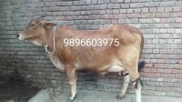 Sahiwal cow