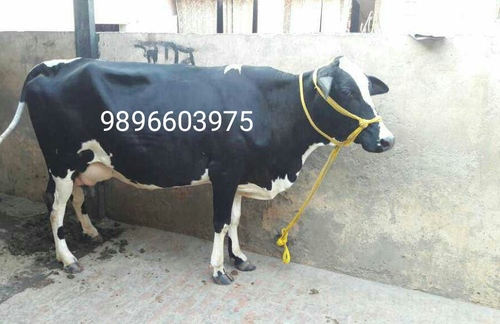 Hf Cow