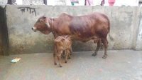Sahiwal cow