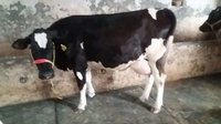 Hf Cross Cow